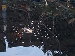 Witte vlinder koi en circa tien middel grote goudvissen, Dieren en Toebehoren, Vissen | Vijvervissen, Goudvis(sen)