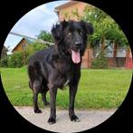 Lieve jongen zoekt huis., Particulier, Rabiës (hondsdolheid), Reu, 1 tot 2 jaar