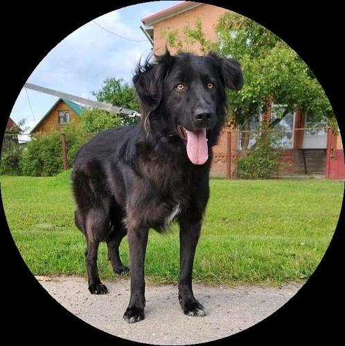 Lieve jongen zoekt huis., Dieren en Toebehoren, Honden | Niet-rashonden, Middel, Reu, Particulier, Eén hond, Buitenland, 1 tot 2 jaar