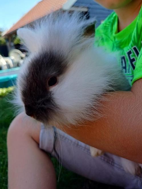 Lief konijn leeuwenkop, Dieren en Toebehoren, Konijnen, Middelgroot, Meerdere dieren, 0 tot 2 jaar