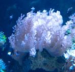 Zeeaquarium, Dieren en Toebehoren, Vissen | Aquaria en Toebehoren, Ophalen, Nieuw, Gevuld zeewateraquarium