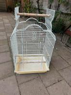 Mooie vogelkooi, Mannelijk, Parkiet