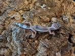 Luipaardgekko eublepharis macularis 0.0.1
#8, Hagedis