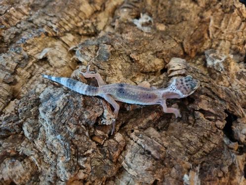 Luipaardgekko eublepharis macularis 0.0.1
#8, Dieren en Toebehoren, Reptielen en Amfibieën, Hagedis