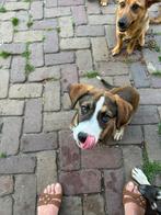 Kruising (boxer?) pup reutje 4 maanden, Particulier, Rabiës (hondsdolheid), 15 weken tot 1 jaar, Reu