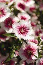 Dianthus wit/roze - Duizendschoon, Voorjaar, Zaad, Verzenden, Volle zon