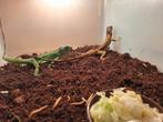 Jonge leguaantjes, Dieren en Toebehoren, Reptielen en Amfibieën