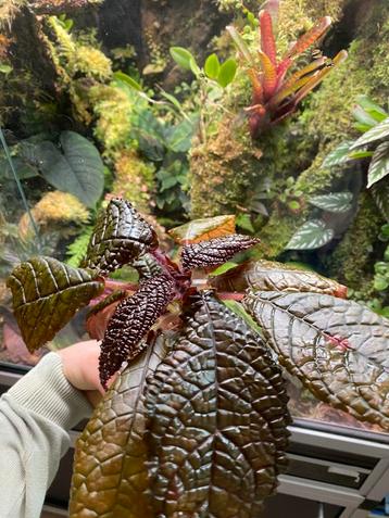 Nautilocalyx bullatus (terrariumplant) beschikbaar voor biedingen