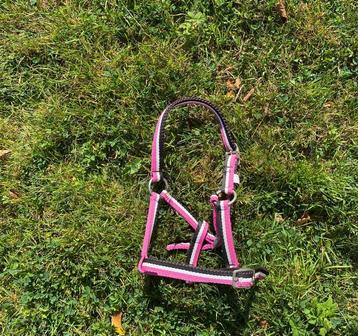 Mini shet halster te koop beschikbaar voor biedingen