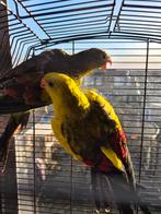 Koppel gezoomd bergparkiet, Meerdere dieren, Parkiet