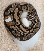 Leopard 100%Piebald bewezen kweekdame Python Regius, Slang