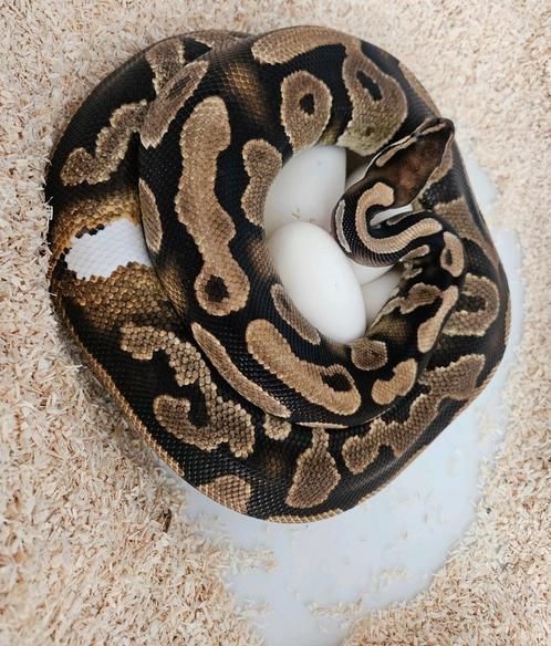 Leopard 100%Piebald bewezen kweekdame Python Regius, Dieren en Toebehoren, Reptielen en Amfibieën, Slang