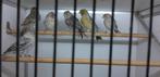 MOZAIEK PIGMENT, Meerdere dieren, Kleurkanarie