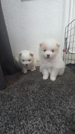 Twee schattige Pomeriaan pups te koop, Dieren en Toebehoren, Honden | Poolhonden, Keeshonden en Oertypen, Keeshond, 8 tot 15 weken