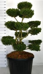 Ilex bonsai, Ophalen, Bloeit niet, Halfschaduw, Overige soorten