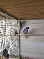Mooi koppel halsband parkieten violet, Dieren en Toebehoren, Vogels | Parkieten en Papegaaien, Meerdere dieren, Parkiet