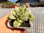 Echeveria Angel Ice Variegata/pot 7cm/vetplant/succulent, Ophalen of Verzenden, Vetplant, Minder dan 100 cm