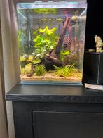 uniek aqarium 40 liter, Ophalen of Verzenden, Zo goed als nieuw