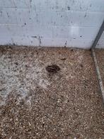 Europese kwartels natuur kweek 2025 hennen, Dieren en Toebehoren, Vogels | Overige Vogels, Vrouwelijk