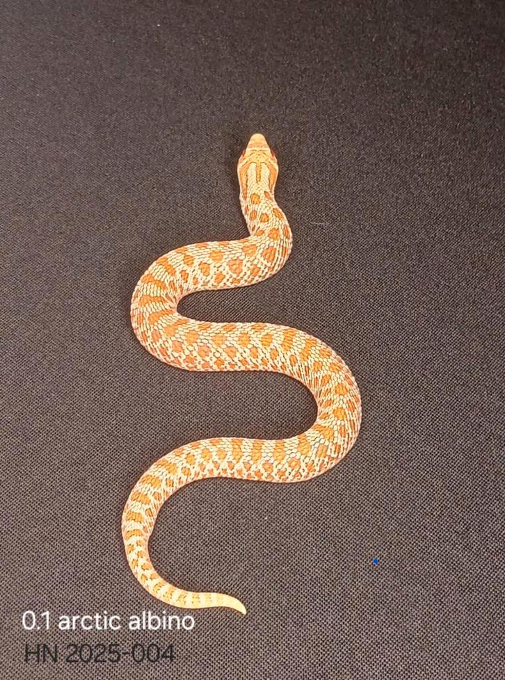 Arctic Albino Haakneus vrouw 2025