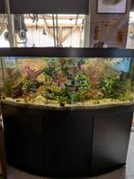 Zeer mooi aquarium, Ophalen, Zo goed als nieuw, Leeg aquarium