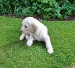 Superlieve labradoodle pups, Dieren en Toebehoren, Honden | Retrievers, Spaniëls en Waterhonden, Rabiës (hondsdolheid), Overige rassen