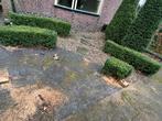 2 Taxus Buxus Struiken - Mooie Vorm, Volle zon, Bloeit niet, 100 tot 250 cm, Overige soorten