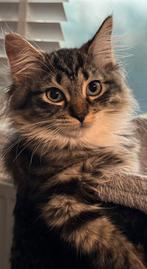 Lieve aanhankelijke ragdoll kittens, Meerdere dieren