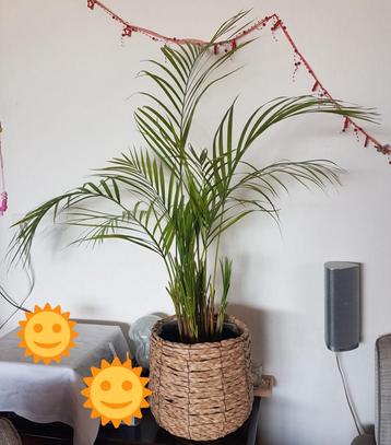 Areca goudpalm met plantenmand beschikbaar voor biedingen