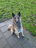 Tervuurse herder 5 jaar oud., Dieren en Toebehoren, Honden | Herdershonden en Veedrijvers, Teef, Eén hond, 3 tot 5 jaar, Herder