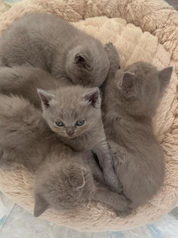 4 lieve Britse Korthaar kittens beschikbaar voor biedingen