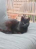 Kater