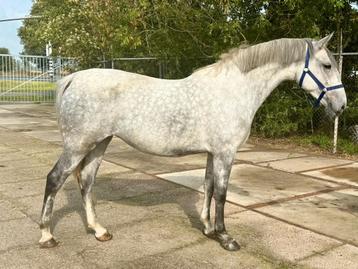 Gave 4 jarige E pony merrie beschikbaar voor biedingen