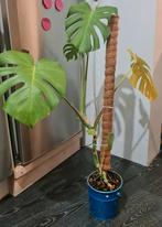 Jonge Monstera Deliciosa met mosstok, Overige soorten, Vaste plant, Ophalen of Verzenden, Bloeit niet