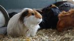 Lieve jonge cavia's, verschillende kleuren, beer en zeug!, Dieren en Toebehoren, Knaagdieren, Juli, Mannelijk, Cavia