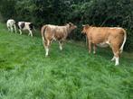 Pinkenstier vleesvee, Dieren en Toebehoren, Runderen, Mannelijk, 0 tot 2 jaar