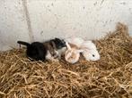Hangoor Dwerg Konijnen, Dieren en Toebehoren, Konijnen, Meerdere dieren, Dwerg, Hangoor, 0 tot 2 jaar
