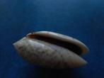 Schelpen: Oliva caerula Röding gem 41,5mm, Verzenden, Schelp(en)