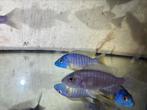 Aulonocara kornelia bleu gold, Dieren en Toebehoren, Vis