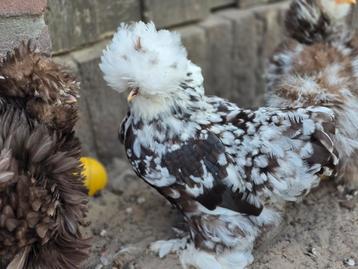 Verschillende mottled zijdehoenders  beschikbaar voor biedingen