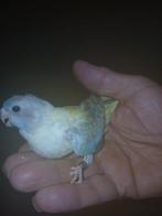 Handtamme splendid parkiet Limburg België, Dieren en Toebehoren, Vrouwelijk, Parkiet, Geringd