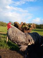 Verschillende hanen en kip gratis, Dieren en Toebehoren, Pluimvee, Kip, Meerdere dieren