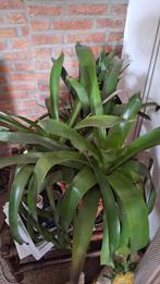 Grote plant, Ophalen, Overige soorten