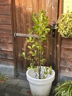 Hollandse Laurier , prunus ,  120- 140cm - Ruilen, Tuin en Terras, Planten | Tuinplanten, Volle zon, Vaste plant, Lente, Ophalen