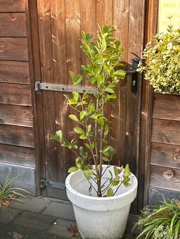 Hollandse Laurier , prunus ,  120- 140cm - Ruilen beschikbaar voor biedingen