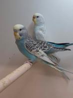 Grasparkieten, Dieren en Toebehoren, Vogels | Parkieten en Papegaaien, Meerdere dieren, Parkiet, Geringd