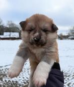 Japanse Akita pups, Parvo, 8 tot 15 weken, Meerdere, Nederland