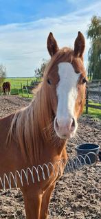 Super fokmerrie en geweldige welsh, Merrie