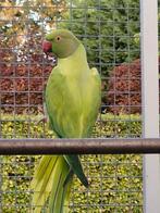 Halsband parkieten, Dieren en Toebehoren, Vogels | Parkieten en Papegaaien, Meerdere dieren, Parkiet, Tam