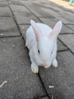 Lief mannetjes konijn 8 weken oud, Dieren en Toebehoren, Mannelijk, Dwerg